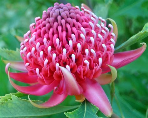 A Passion for Flowers: Spring Beauty: Wonderful Waratah and Beautiful Bouquets