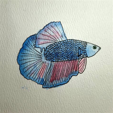 Betta Fish, by me : r/Watercolor