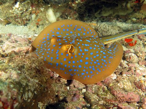 Blue Spotted Ribbontail Ray - Oceana