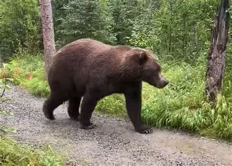 VIDEO: Alaskan Guide Compliments Grizzly As It Passes By His Group