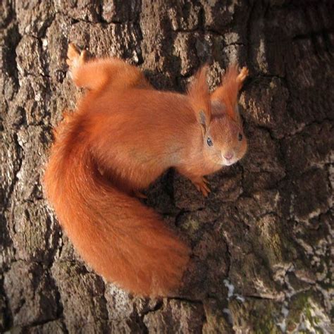 a red squirrel is sitting on the bark of a tree and looking at the camera