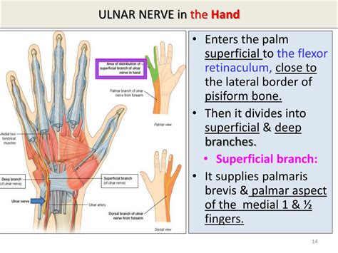 Ulnar Nerve Innervation Hand