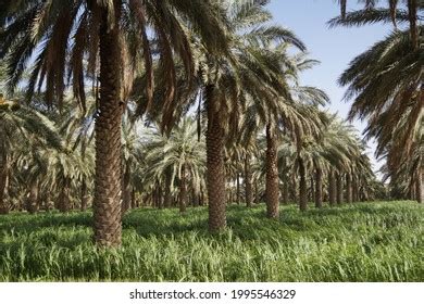 Dates Farm Agriculture Land Saudi Arabia Stock Photo 1995546329 | Shutterstock