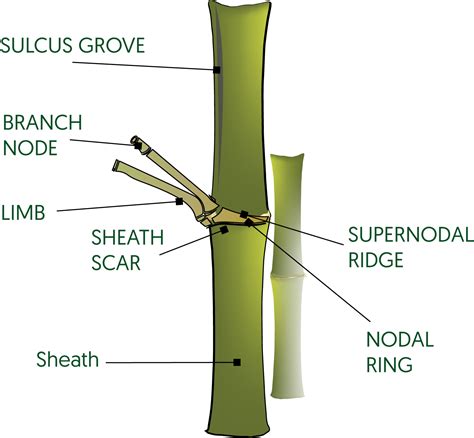 Bamboo Anatomy – Lewis Bamboo