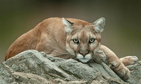 Facts about Florida Panther - Puma concolor coryi