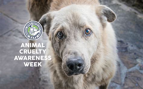 Regional Animal Protection Society » Animal Cruelty Awareness Week