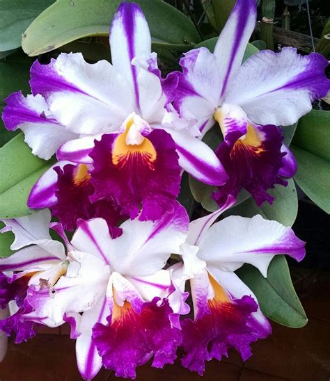 Cattleya Orchids Plants