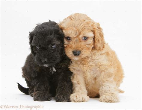 Rules of the Jungle: Cockapoo puppies