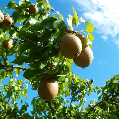 Comice Pear Trees for Sale – FastGrowingTrees.com