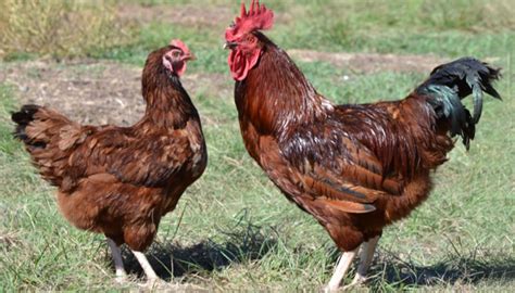 Rhode Island Red Chicken Breed – Everything You Need to Know