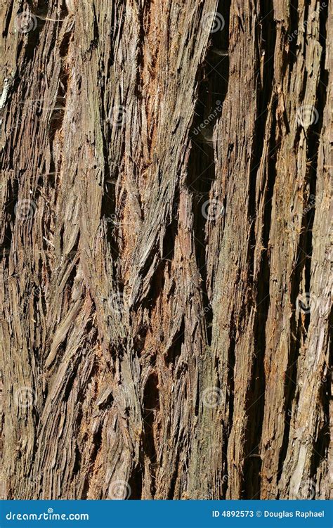 Coast Redwood Tree Bark From Muir Woods Stock Photos - Image: 4892573