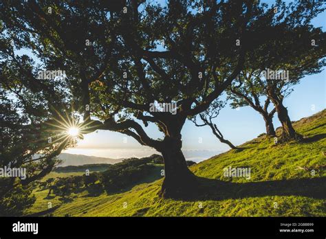 Old laurel tree and green meadows at sunset, Fanal forest, Madeira ...