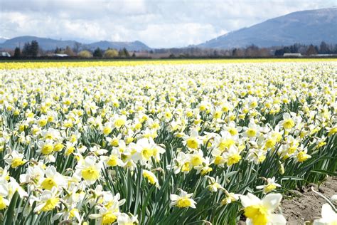 Skagit Valley Daffodil Fields