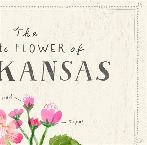 Arkansas State Flower Print The Apple Blossom