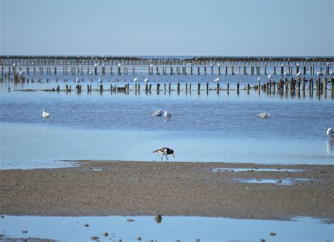 Wadden Sea North - Free photo on Pixabay - Pixabay