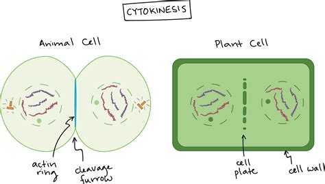 Khan Academy | Cell cycle, Mitosis, Biology