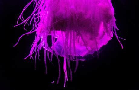 Extremely Rare Pink Meanie Jellyfish On Editorial Stock Photo - Stock ...