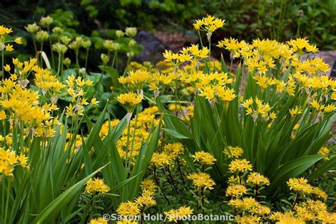 Yellow Onion Plant Flower – Beautiful Flower Arrangements and Flower ...