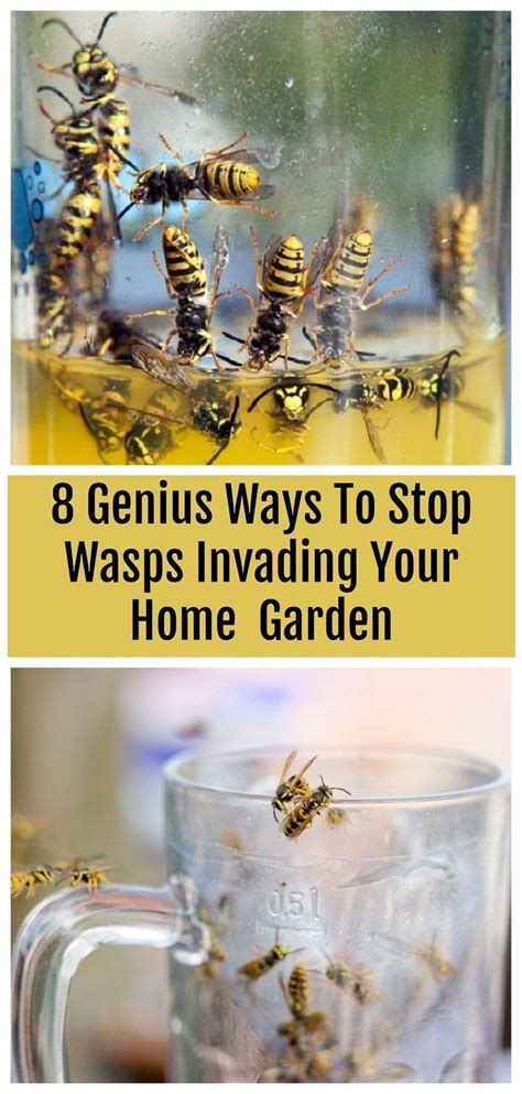 8 Genius Ways To Get Rid Of Wasps & Keep Them Away | Get rid of wasps ...