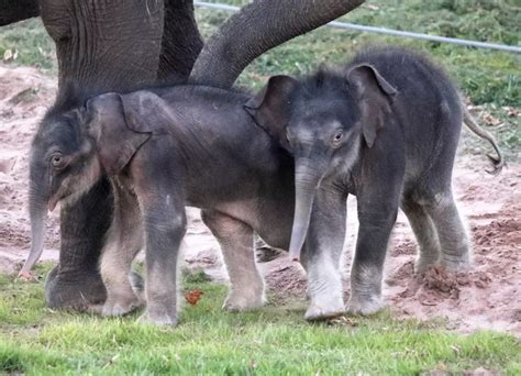 Rare Elephants Born In Upstate New York Zoo