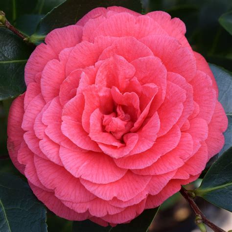 Camellia japonica 'Coquetti' AGM - Camellias - Millais Nurseries