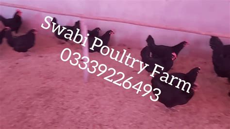 Australorp Breeders - YouTube