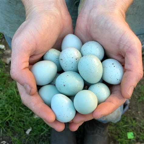 💙Blue Quail Eggs💙 . Oh you beautiful blue eggs. You speckled, textured ...