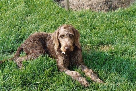 Weimardoodle (Weimaraner Poodle Mix) Info, Temperament, Training, Puppies, Pictures