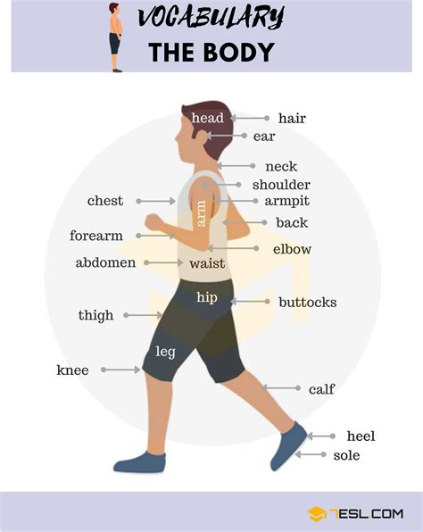 Body Parts Diagram With Names