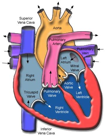 How does transcardial perfusion work? — Brain Stuff