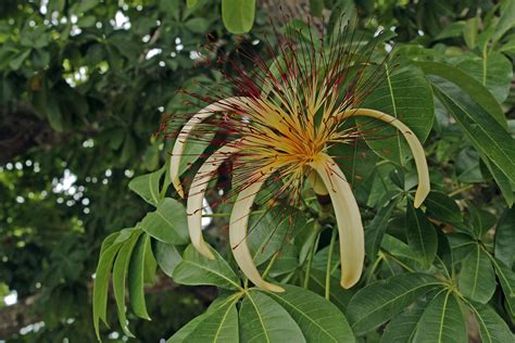 Pachira aquatica -Guiana chesnut | Flower and leaves | Mariner's Photography | Flickr