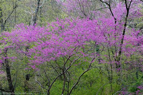 Jump-start Spring with These 5 Early-blooming Shrubs | The Tree Center™