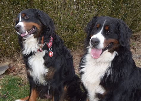 Bernese Mountain Dog Puppies For Sale | Burnsville, NC #325505