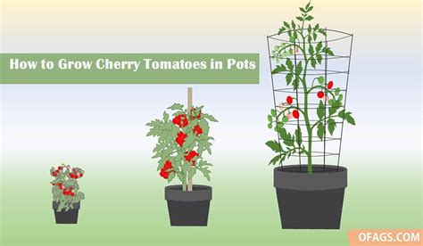 14 Tips for Growing Cherry Tomatoes in Pots: Bush or Vine