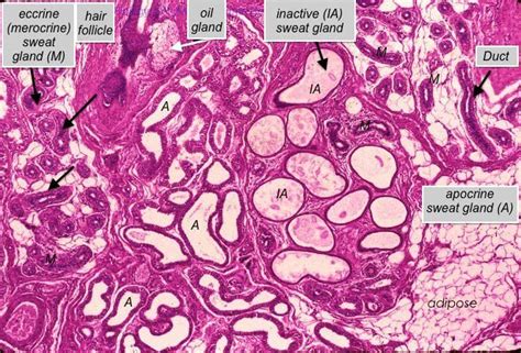 Sweat Gland Histology