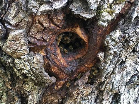 bee nest in tree - Maegan Fiore