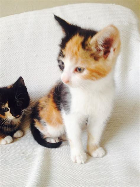 Free Calico Kittens - Pinterest - Favorite this post may 30 adorable ...