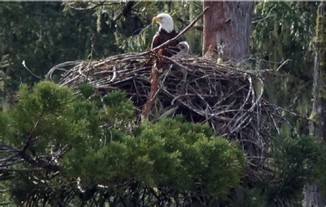 Hike to the Eagles’ Nest Viewpoint This Saturday – Redheaded Blackbelt