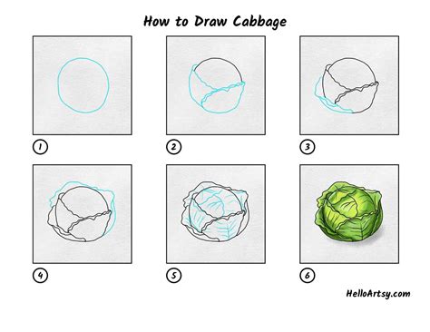 easy drawing of cabbage - blessluvmel