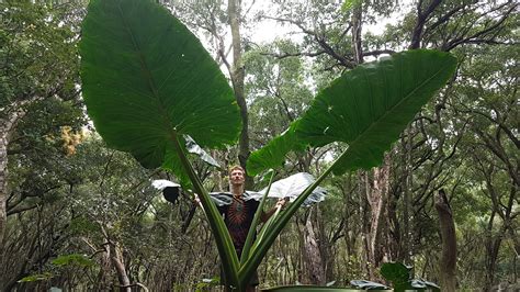 Hunt for the Giant Hawaiian Taro - Nigel Kay Permaculture Design Salt Spring Island, BC