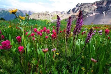 Mountain wildflowers, rocks, view, grass, greenery, bonito, carpet, sky ...