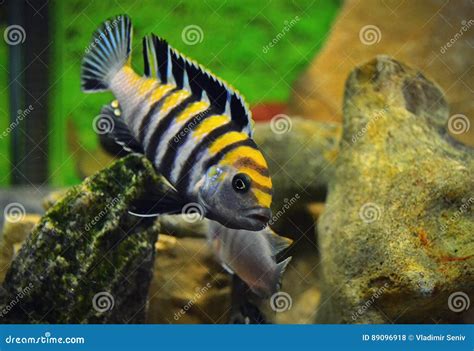 Beautiful Malawian Cichlid Stock Photos - Free & Royalty-Free Stock ...