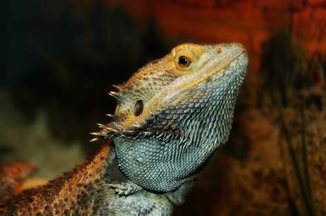 Bearded Dragon Brumation | Know These Signs and Follow Our Guide