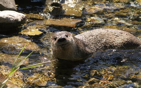 River Otters Are on the Rise in Texas – Texas Monthly