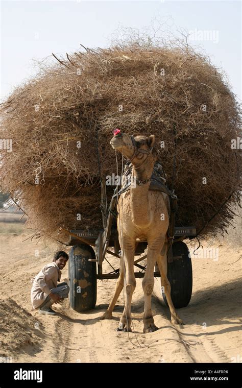 Camel cart in the desert near Bikaner Rajasthan India Stock Photo - Alamy