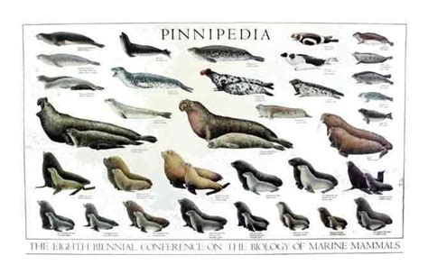 Pinniped ~ Detailed Information | Photos | Videos