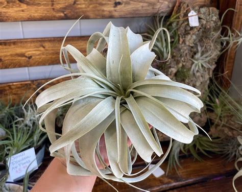 Jumbo Tillandsia Xerographica by Queen Bee's Gardens & Floral