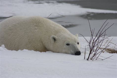 Polar Bears Abound on Churchill Tundra - Churchill Polar Bears