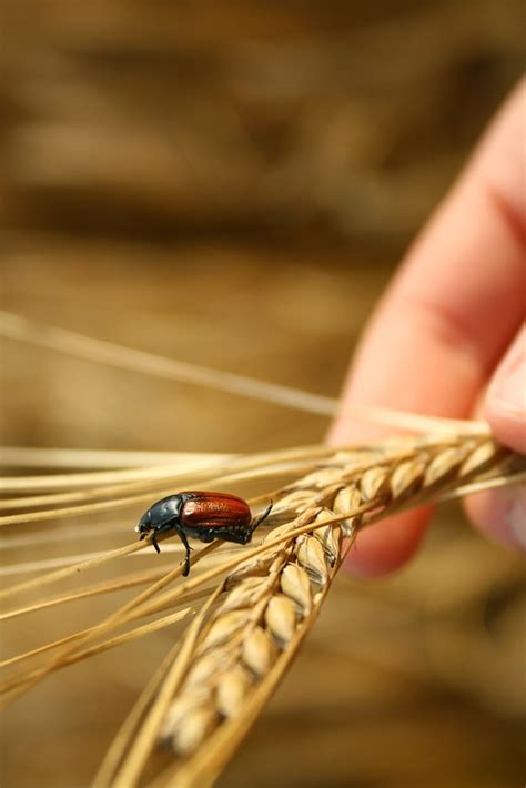 bug in the wheat 3 Free Photo Download | FreeImages