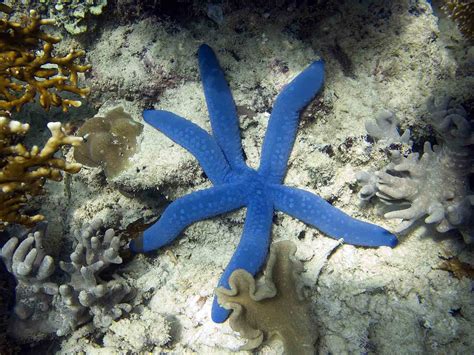 Blue starfish, Sea creatures, Sea life